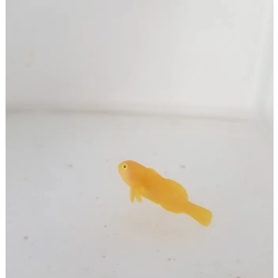 Gobiodon okinawae